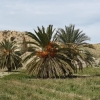 Palmen