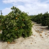 Orangenbaum mit Orangen und Blüten