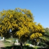 Frühling in Andalusien