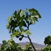 Feigen in Andalusien