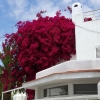 Blumen in Agua Amarga