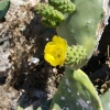 Kaktus-Blüte