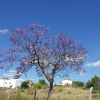 Blühender Baum