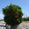 Orangenbaum