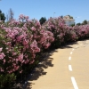 Oleander am Strassenrand