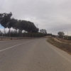 El Real, Pinien an der Strasse