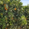 kleiner Zwischenhalt in der Orangenplantage