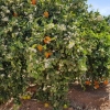 kleiner Zwischenhalt in der Orangenplantage