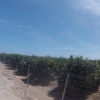 kleiner Zwischenhalt in der Orangenplantage