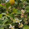 Zitrone und Zitronenblüten