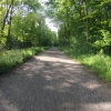 Frühlingswald
