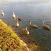 Schwanenfamilie am Rhein