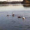 Schwanenfamilie am Rhein