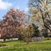 Frühling im Spitalgarten