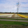 Tulpenfelder auf dem Weg zwischen Haarlem und Leiden