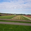 Tulpenfelder auf dem Weg zwischen Haarlem und Leiden
