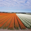 Tulpenfelder auf dem Weg zwischen Haarlem und Leiden