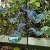 Im botanischen Garten von Leiden