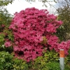 Im botanischen Garten von Leiden