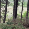 Dünenwanderung im Nationalpark Zuid-Kennemerland