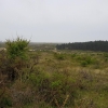 Dünenwanderung im Nationalpark Zuid-Kennemerland