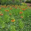 Keukenhof