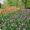 Keukenhof