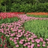 Keukenhof