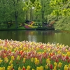 Keukenhof