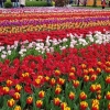 Keukenhof