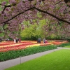 Keukenhof