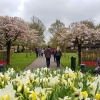 Keukenhof