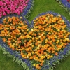Keukenhof