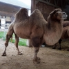 Kamel in Huttwil
