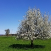Obstbaum im Reusstal