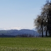 Blick zum Alpenkamm, bei Inwil