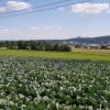Adlikon