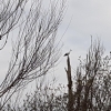 Storch