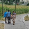 Esel auf dem Radweg
