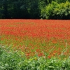 Mohnblumen
