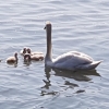 Schwanden-Familie an der Rhone