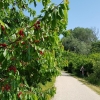 Kirschbäume