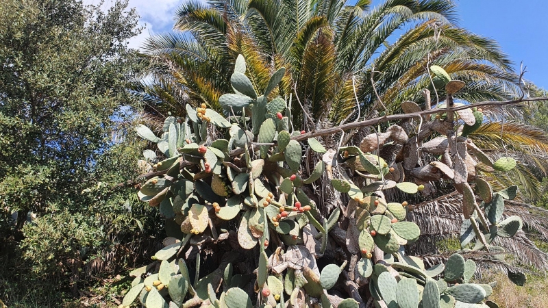 Kaktusfeigen