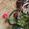 Rosen und Rennrad