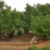 Plantage mit Haselnusssträucher