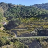 Weinberge