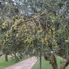 Oliven im Hotelgarten