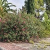 Oleander