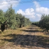 Olivenbäume
