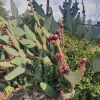 Kaktus und Kaktusfeigen